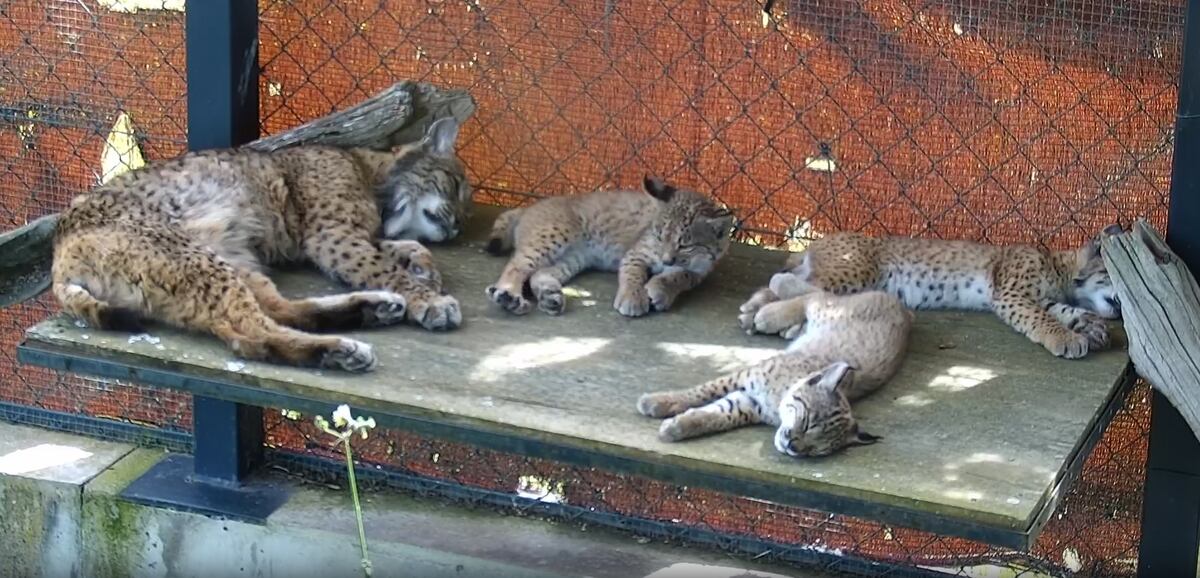 ‘Flora’, la abuela lince que enseñó a tres cachorros a valerse por sí mismos tras morir su madre atropellada