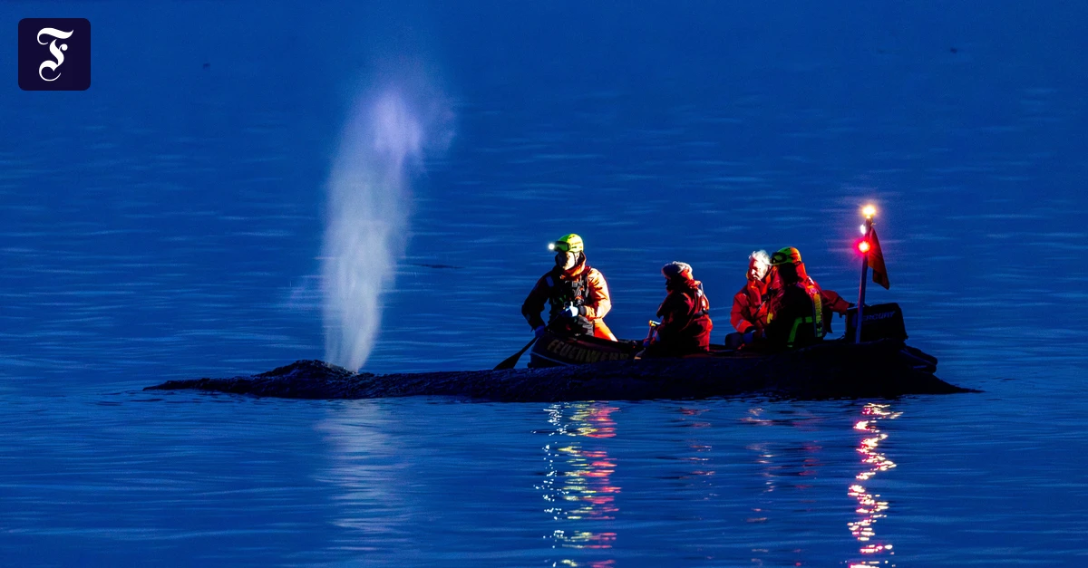 Vor Timmendorfer Strand: Sorge um gestrandeten Wal an der Ostseeküste