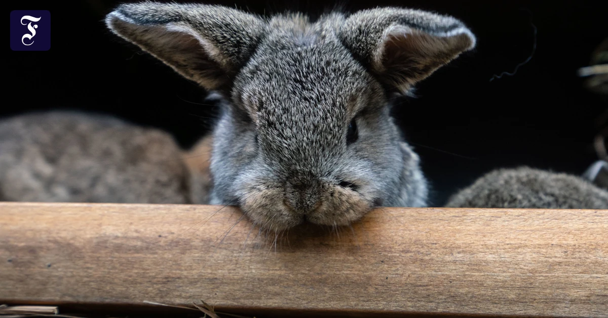 Osterhase, Tanzverbot und Eier: Was an Ostern gefeiert wird und woher unsere Bräuche kommen