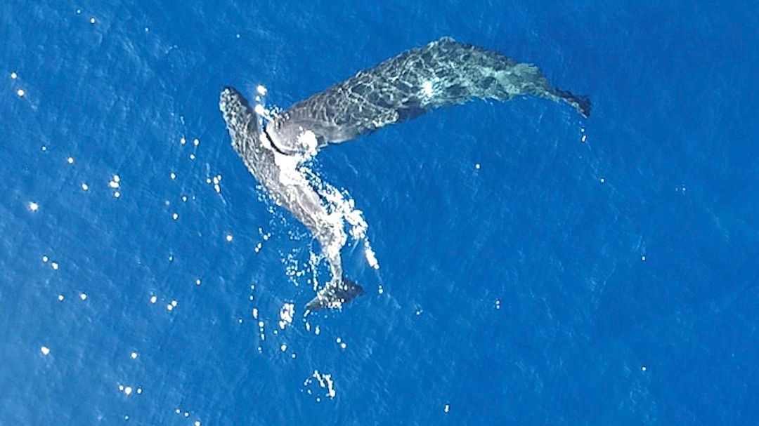 Pottwale rammen sich mit dem Kopf: Aufnahmen von Forschern zeigen erstmals Verhalten