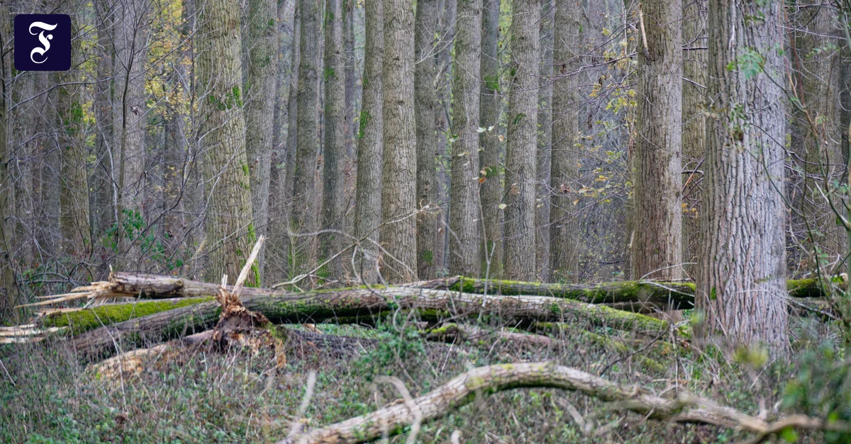 Umweltverbandsklagen: Naturschutz lässt sich auf Dauer nicht mit Stillstand erkaufen