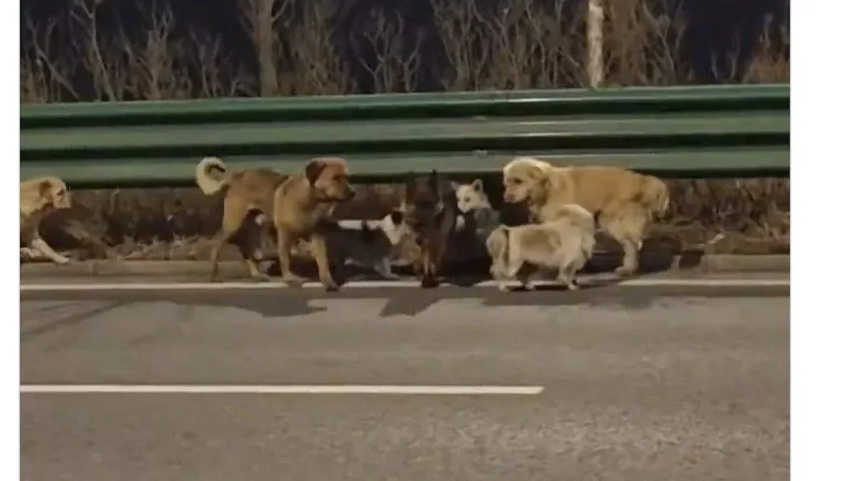 Hunde: Wo laufen sie denn?