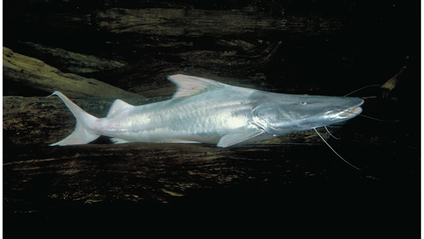 Südamerika: Dieser Fisch wandert 11.000 Kilometer. Das wird ihm zum Verhängnis