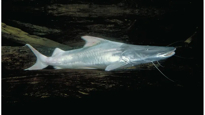 Südamerika: Dieser Fisch wandert 11.000 Kilometer. Das wird ihm zum Verhängnis