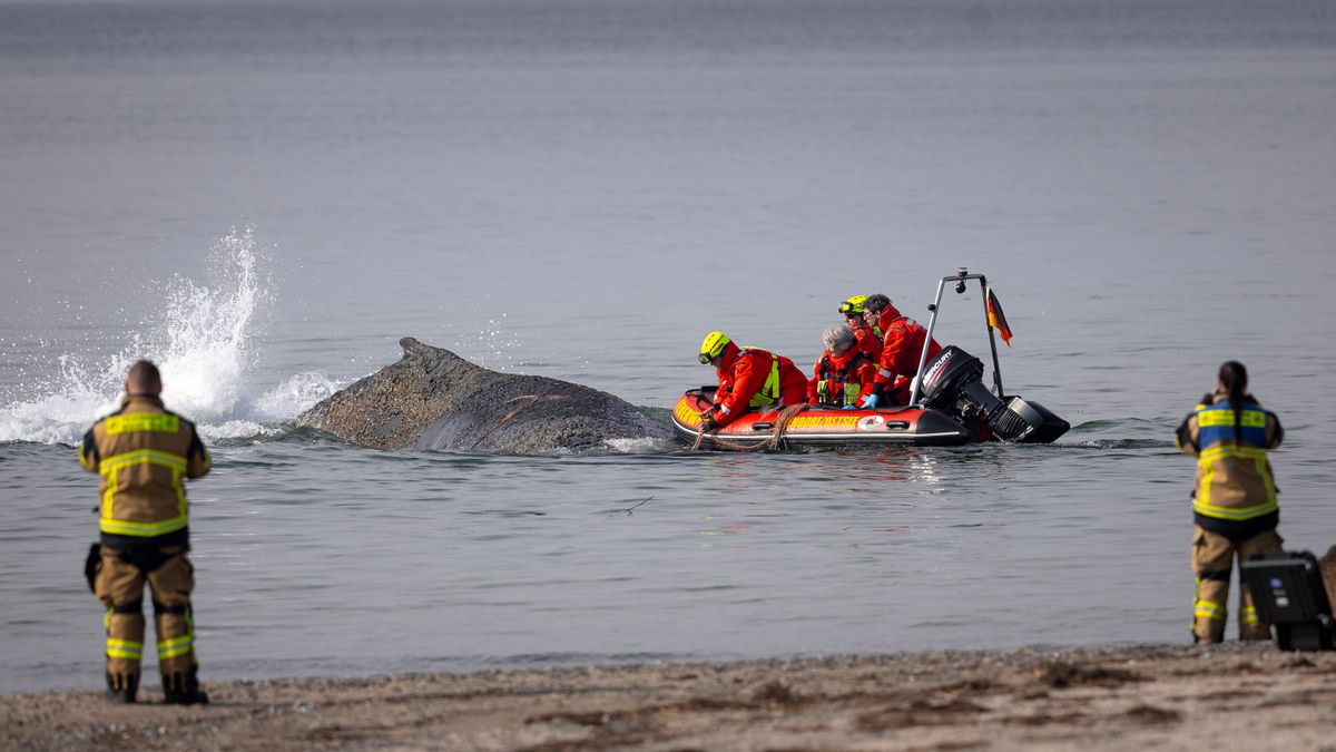 Timmendorfer Strand: Wal-Rettung an der Ostsee durch Schaulustige behindert
