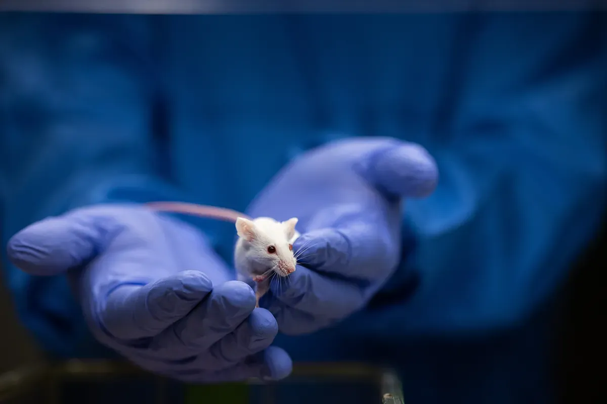 La naturaleza se rebela contra la clonación: un experimento de 20 años confirma que los mamíferos mueren al clonarlos indefinidamente