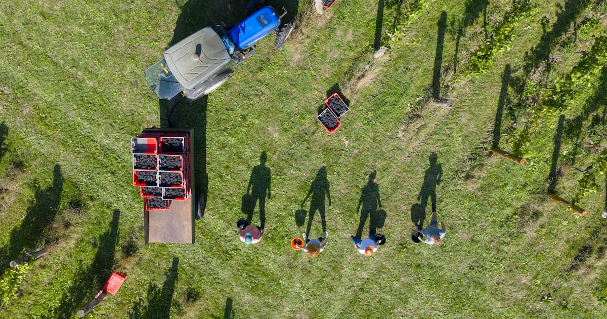 Vin et paléogénétique : «Notre pinot noir existait déjà à l’époque de Jeanne d’Arc !»