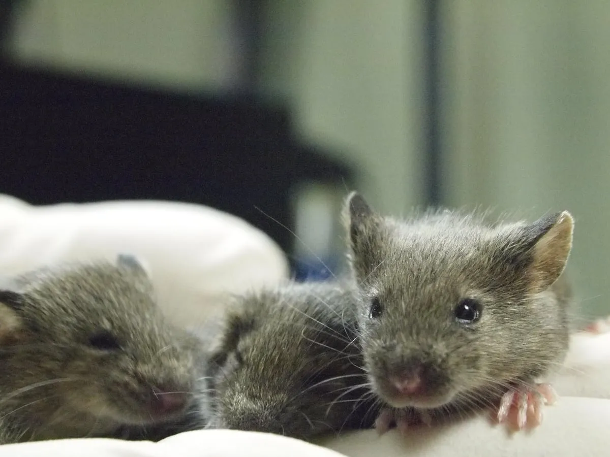 ¿Se puede clonar un ratón eternamente? Una investigación pone a prueba los límites de la ciencia