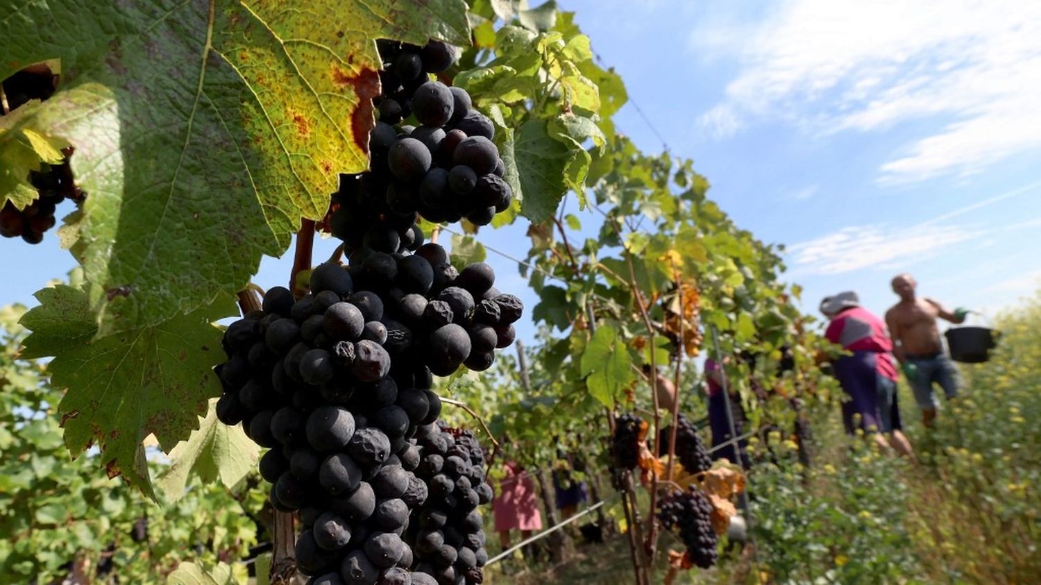 Le Pinot noir actuel existait déjà en France au Moyen-Age, révèle une étude