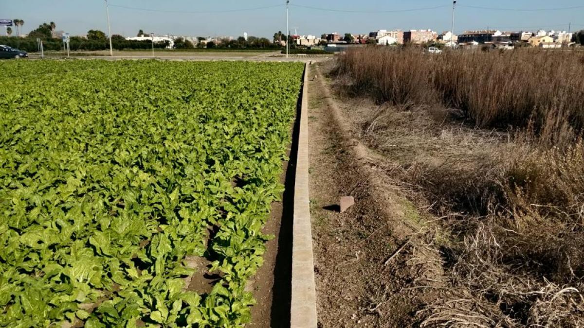 
                                                 Sin jóvenes ni mujeres: el declive demográfico del campo valenciano se agrava
                                             