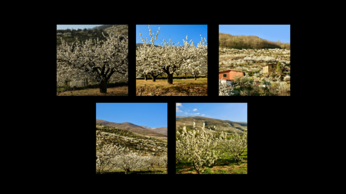 
                                                                                                                              La floración de los cerezos en el Valle del Jerte
                                                                                                                          