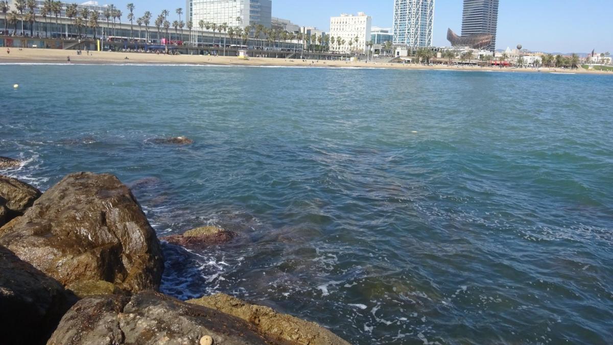 
                                                                                                                               ¿Eres capaz de ver el erizo de mar en menos de 30 segundos?
                                                                                                                           