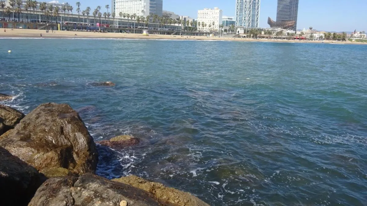 ¿Eres capaz de ver el erizo de mar en menos de 30 segundos?