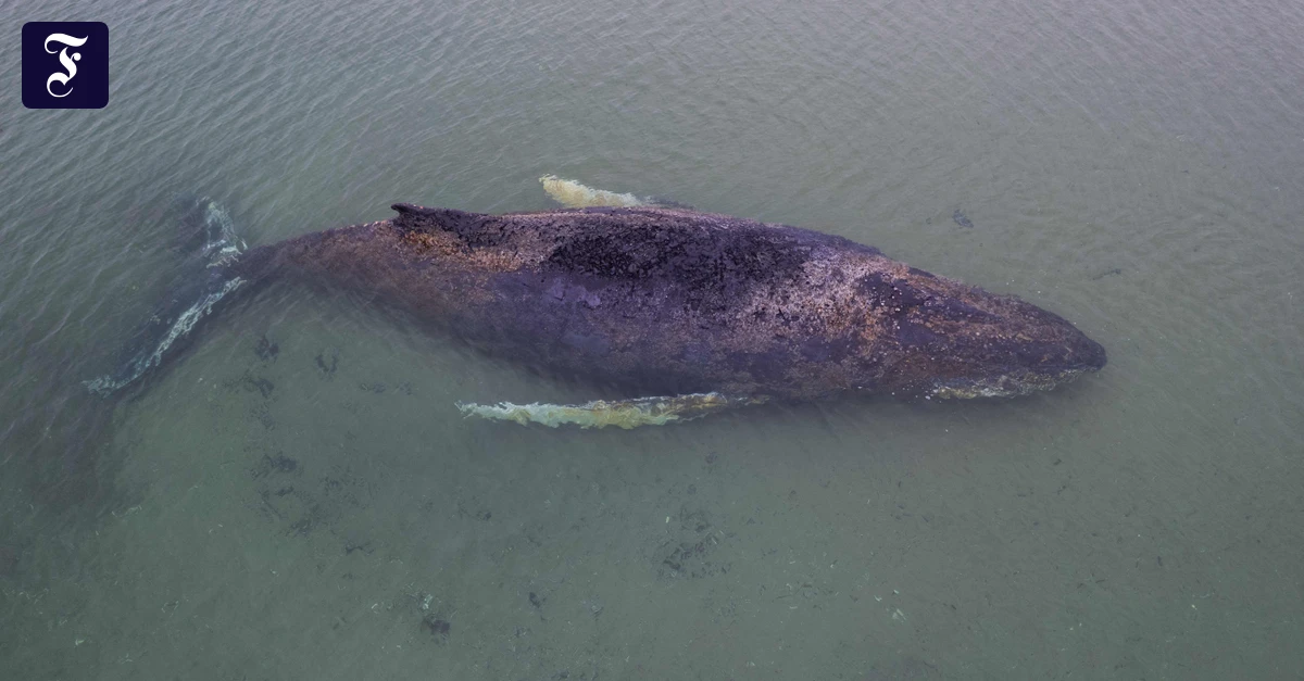 Gestrandeter Wal: Bald wird er von seinem eigenen Gewicht erdrückt