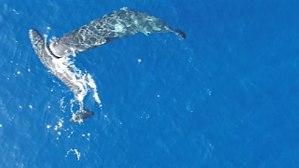 Biologie: Wie in „Moby Dick“: Drohnen filmen Pottwale beim Kopfstoß