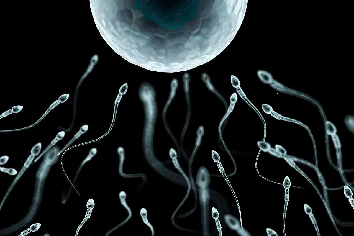 La ciencia recomienda una eyaculación diaria para evitar el daño genético de los espermatozoides