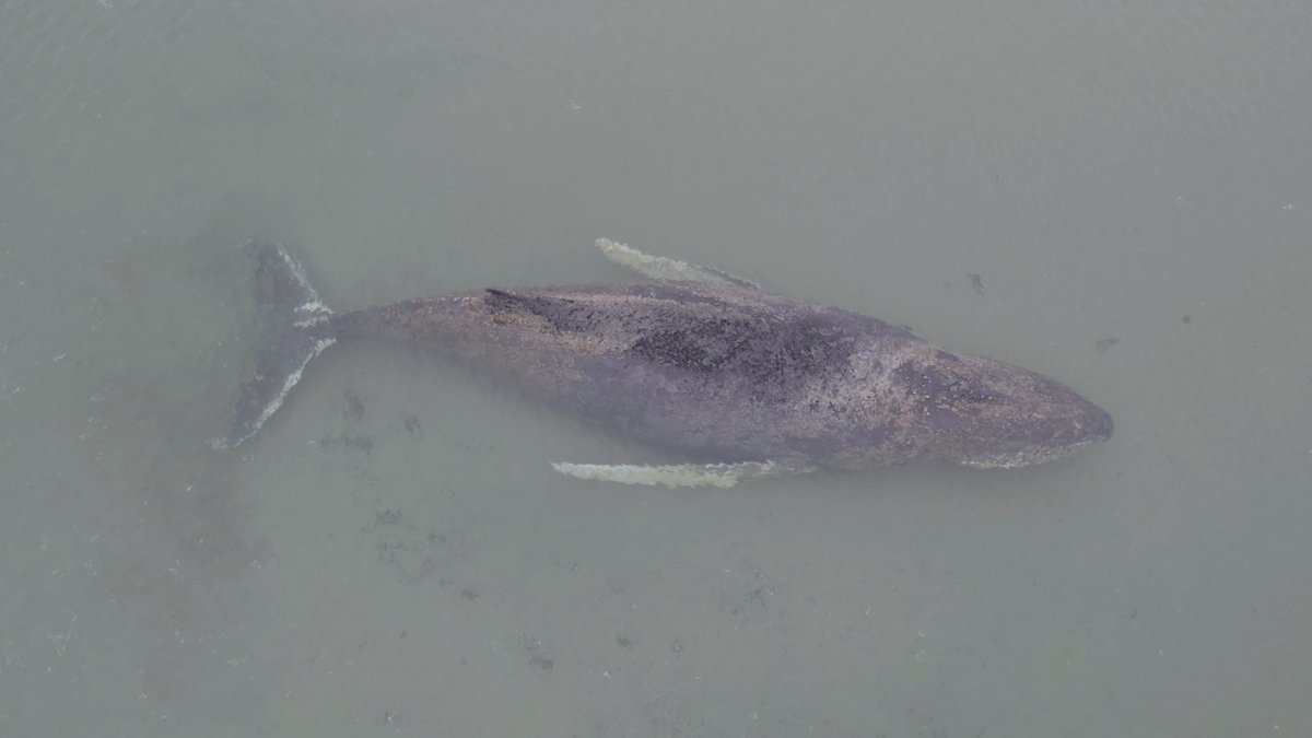 Timmendorfer Strand - gestrandeter Wal: »Es ist auf jeden Fall zu früh, dem Tier gedanklich den Totenschein auszustellen«
