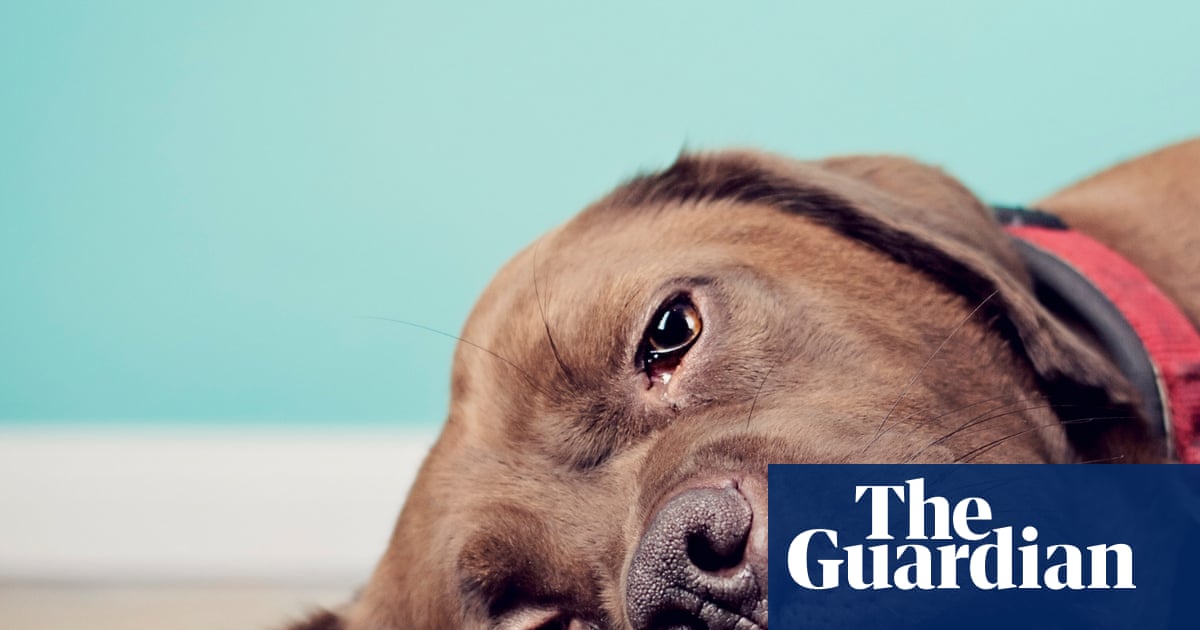 Long-promised animal cruelty prevention laws quietly shelved by Victorian government
