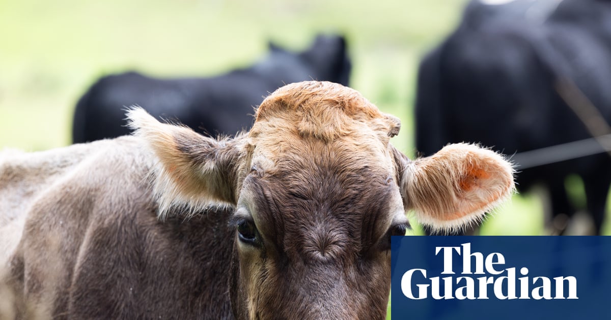 ‘Makes Covid look like a tea party’: Australian food prices could rise for the next year, farmers warn
