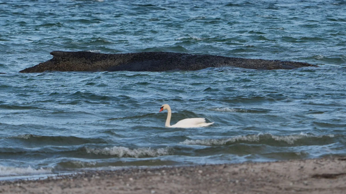 Gestrandeter Wal in der Ostsee: „Er muss ein bisschen Lebensmut zeigen“