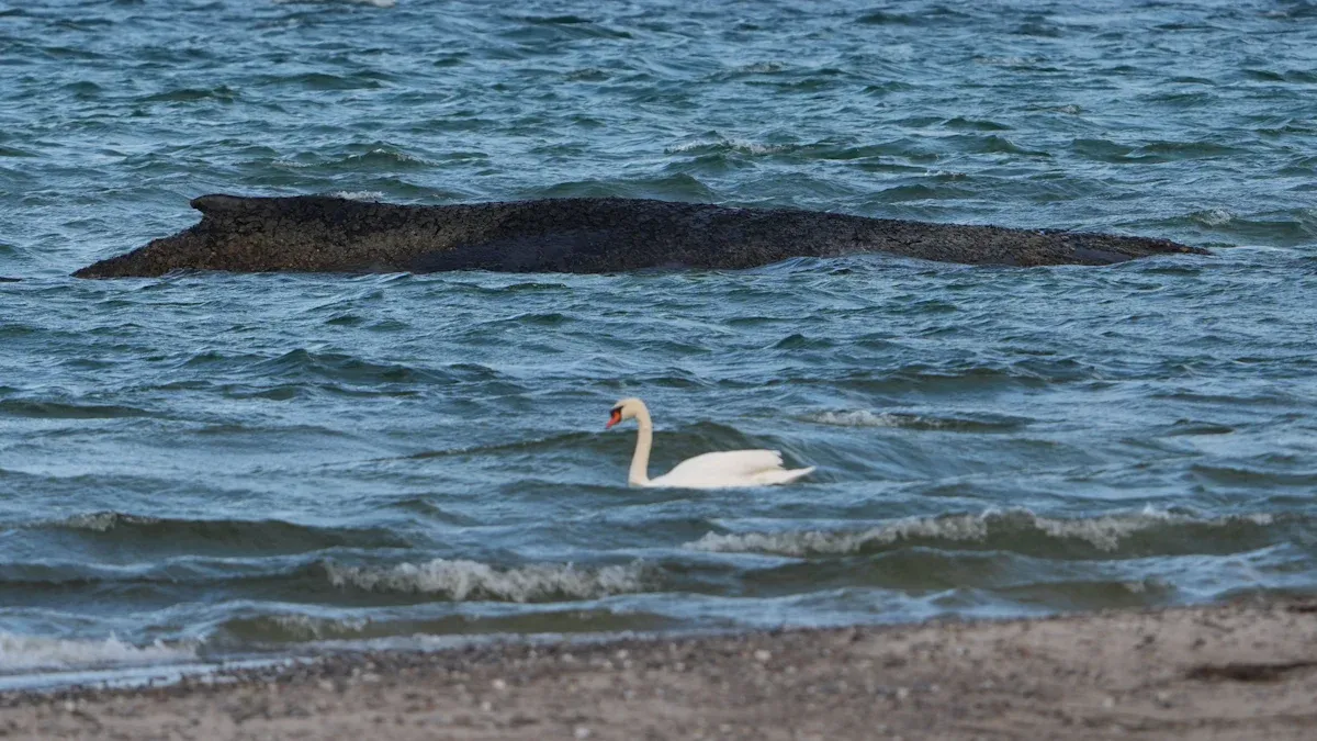 Gestrandeter Wal in der Ostsee: „Er muss ein bisschen Lebensmut zeigen“