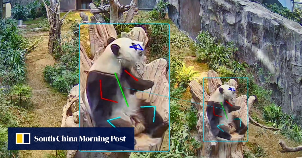 Hong Kong’s Ocean Park uses AI to track, enrich lives of giant pandas, monkeys