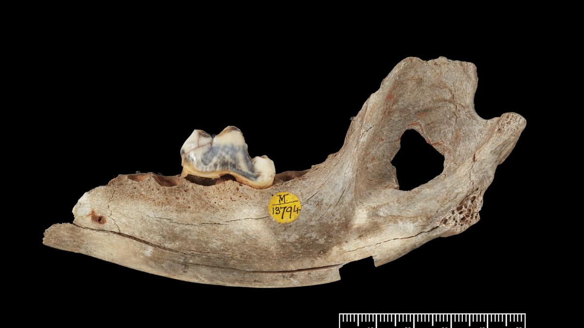 
                              Un cachorro que vivió en Turquía hace 15.800 años, el perro más antiguo del mundo
                          