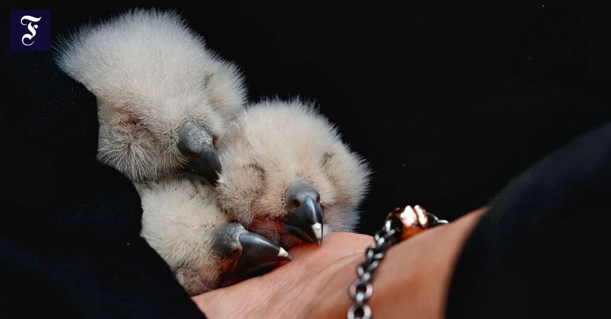 Marburg: Uhu soll sich als Amme um gerettete Küken kümmern