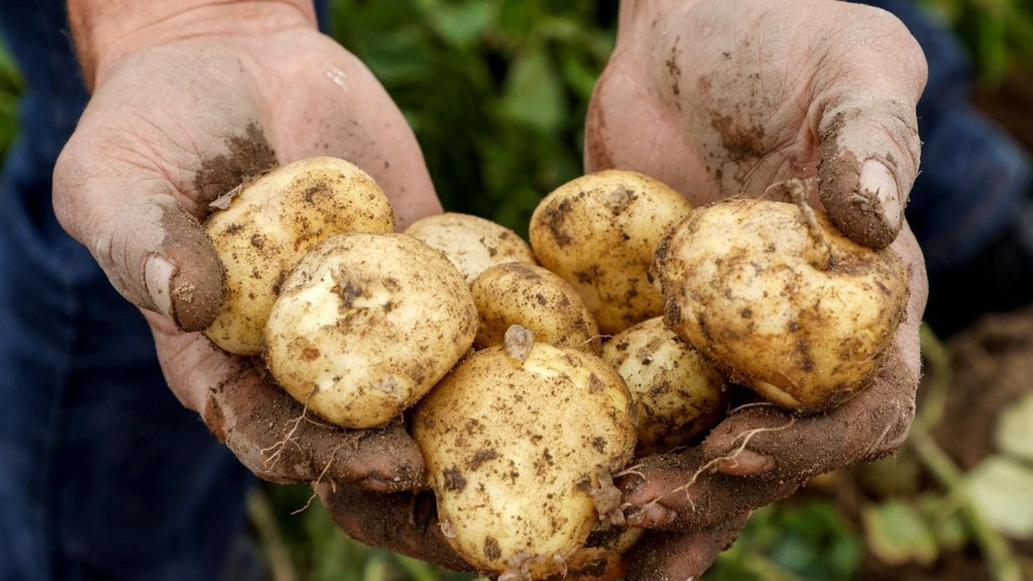 "Pourquoi le cadmium se retrouve-t-il dans nos aliments ?" : deux experts répondent à vos questions