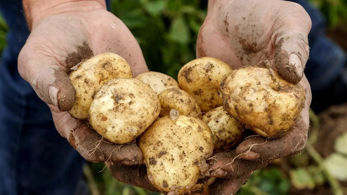 "Pourquoi le cadmium se retrouve-t-il dans nos aliments ?" : deux experts répondent à vos questions