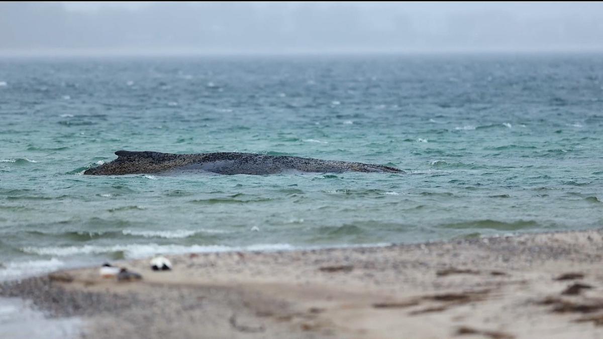 Las autoridades alemanas luchan por rescatar a una ballena que está varada en el Báltico