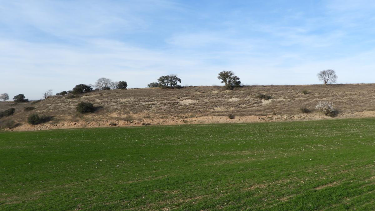 ¿Puedes encontrar al conejo en menos de 30 segundos?