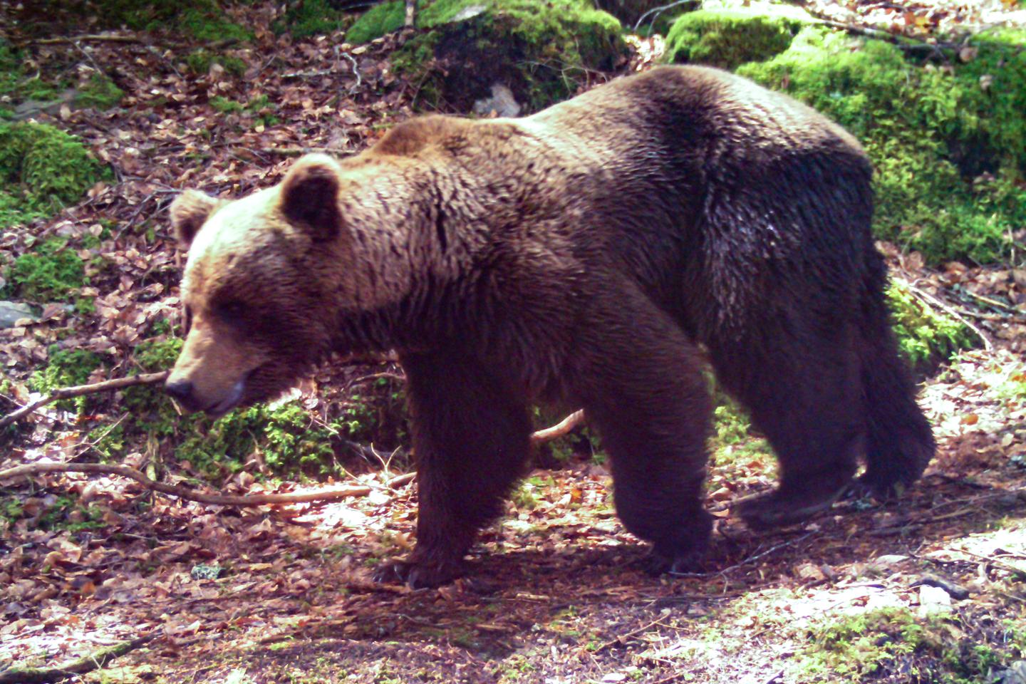 Le nombre d’ours continue d’augmenter dans les Pyrénées, mais l’Office français de la biodiversité s’inquiète d’un appauvrissement génétique