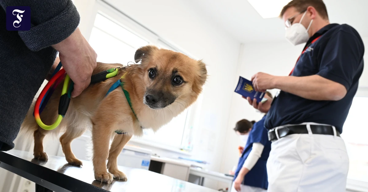 Veterinäre unter Druck: Gießen bildet Tierärzte für fünf Länder aus – und soll sparen
