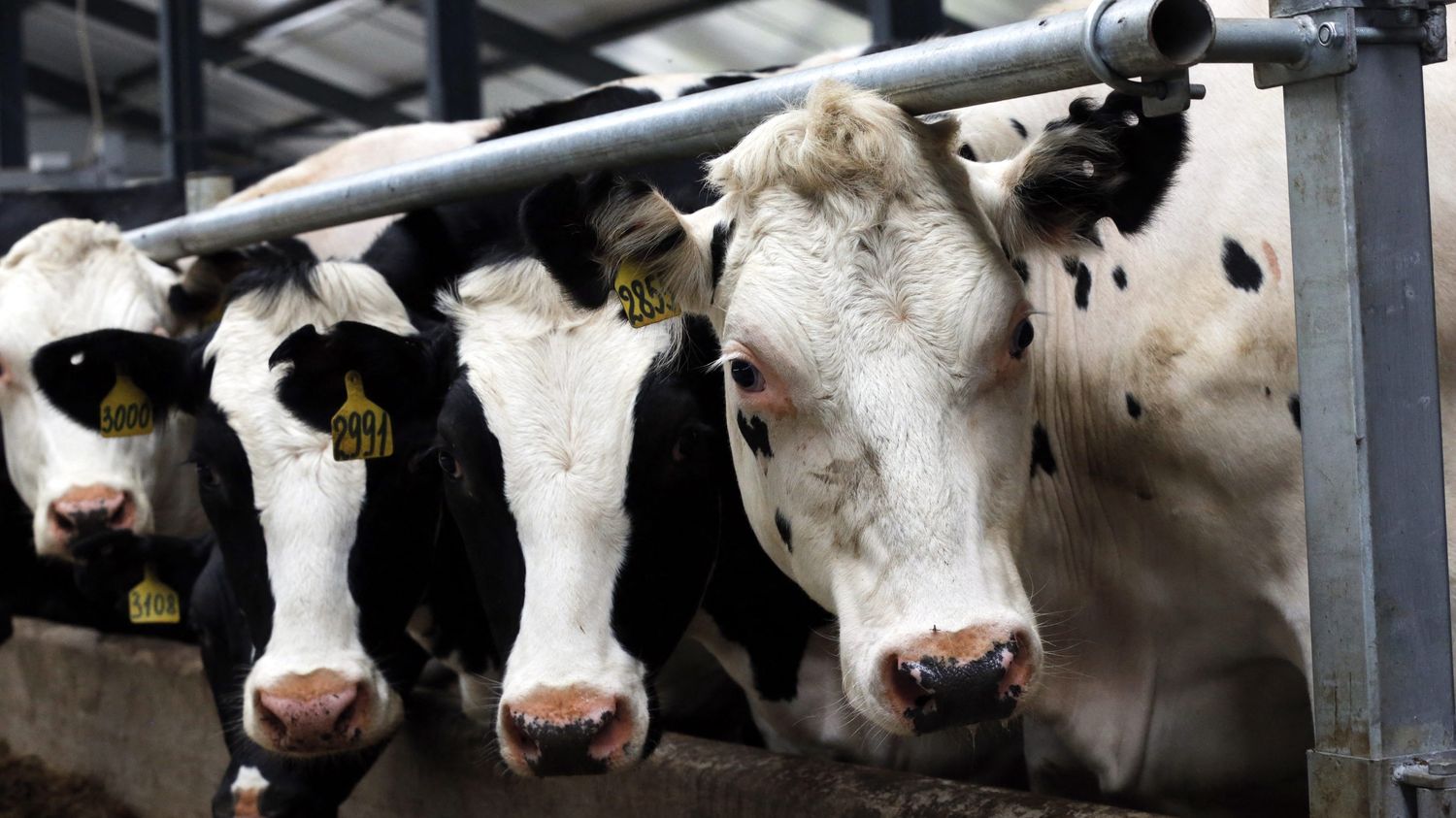 "Ça ressemble vraiment à la fièvre aphteuse" : en Russie, l'abattage massif de bétail et le silence des autorités inquiètent les éleveurs et les habitants