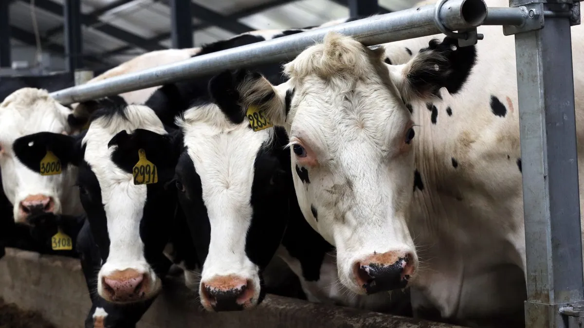 "Ça ressemble vraiment à la fièvre aphteuse" : en Russie, l'abattage massif de bétail et le silence des autorités inquiètent les éleveurs et les habitants