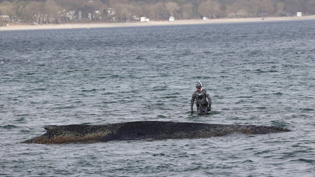 Timmendorfer Strand: Rettungsrinne soll Buckelwal helfen