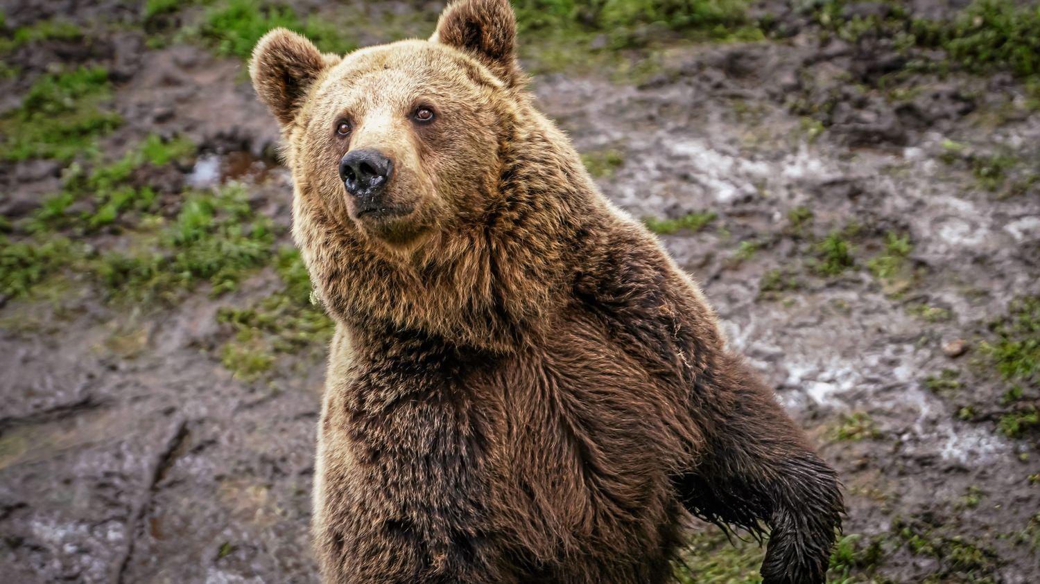 La population d’ours progresse mais s'affaiblit génétiquement dans les Pyrénées