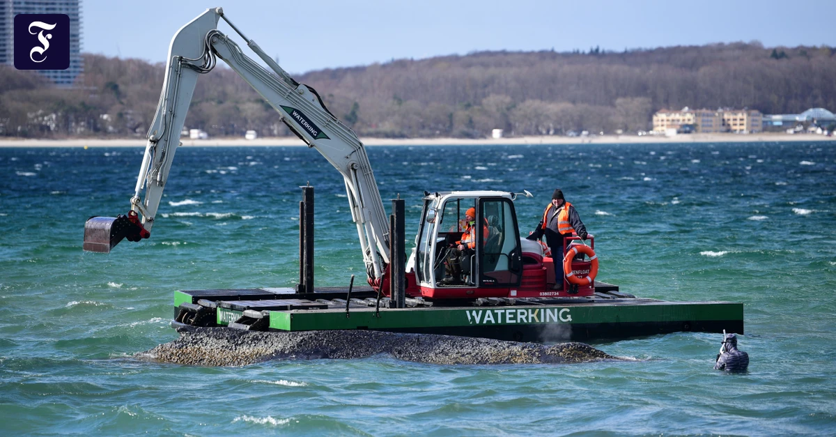 Kampf gegen die Zeit: Wal-Rettungsversuche am Timmendorfer Strand dauern an
