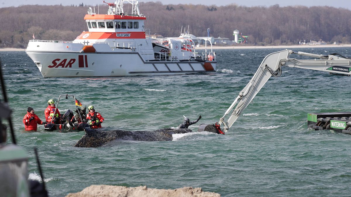 Gestrandeter Buckelwal vor Timmendorfer Strand: »Der Wal zeigt sich agil und kooperativ«