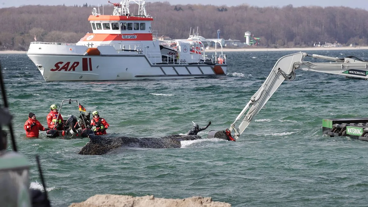Gestrandeter Buckelwal vor Timmendorfer Strand: »Der Wal zeigt sich agil und kooperativ«