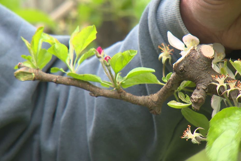 "A partir de -2°C, on peut commencer à avoir des dégâts" : les cultivateurs de pommes inquiets pour leurs productions avec le retour annoncé du gel