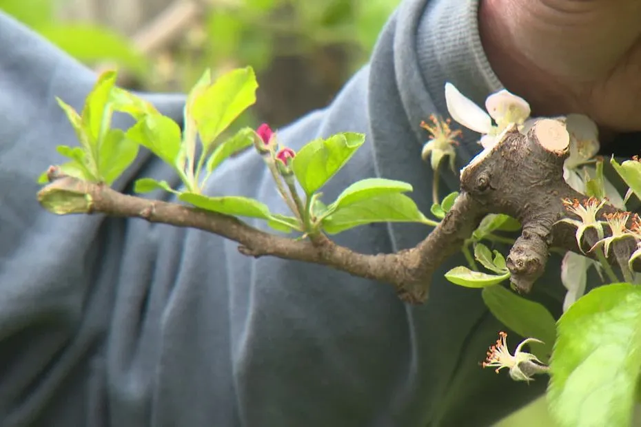 "A partir de -2°C, on peut commencer à avoir des dégâts" : les cultivateurs de pommes inquiets pour leurs productions avec le retour annoncé du gel