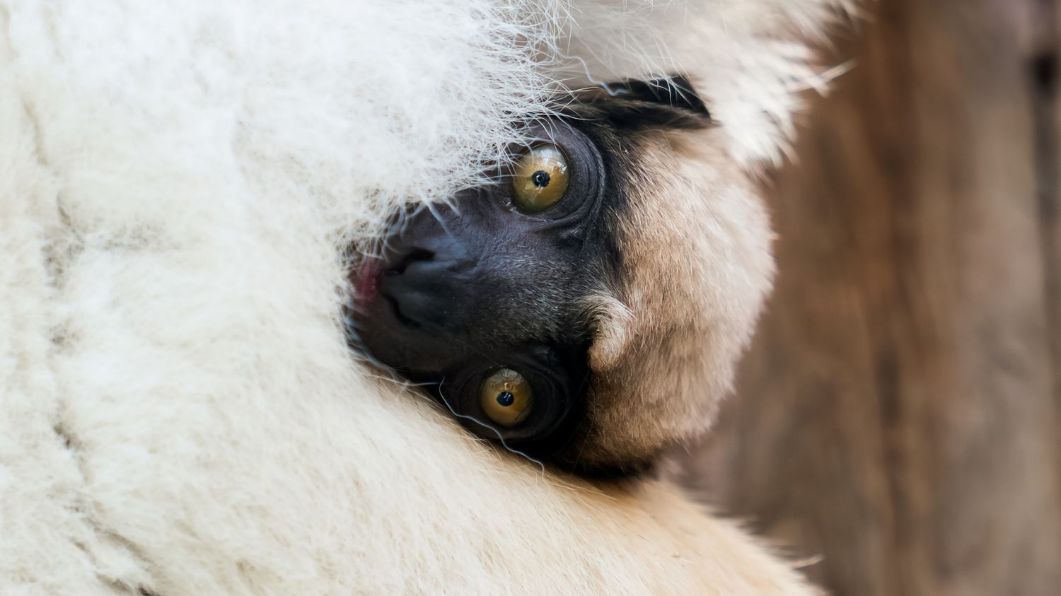 Naissance au zoo de Mulhouse d'un bébé propithèque couronné, une espèce de lémurien menacée d'extinction