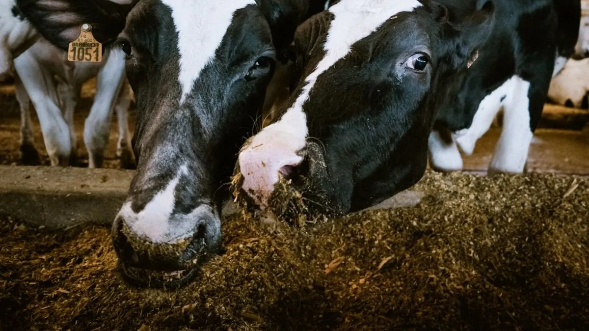 Des "sévices graves" sur des bovins : l'association L214 porte plainte contre un abattoir en Martinique