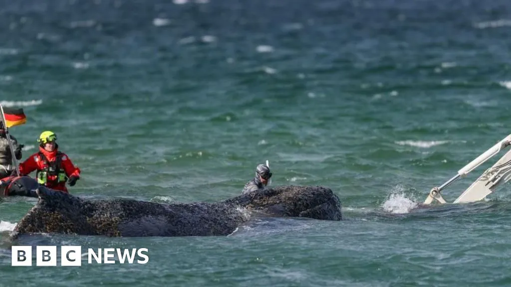 Rescuers attempt to save stranded humpback whale off German coast