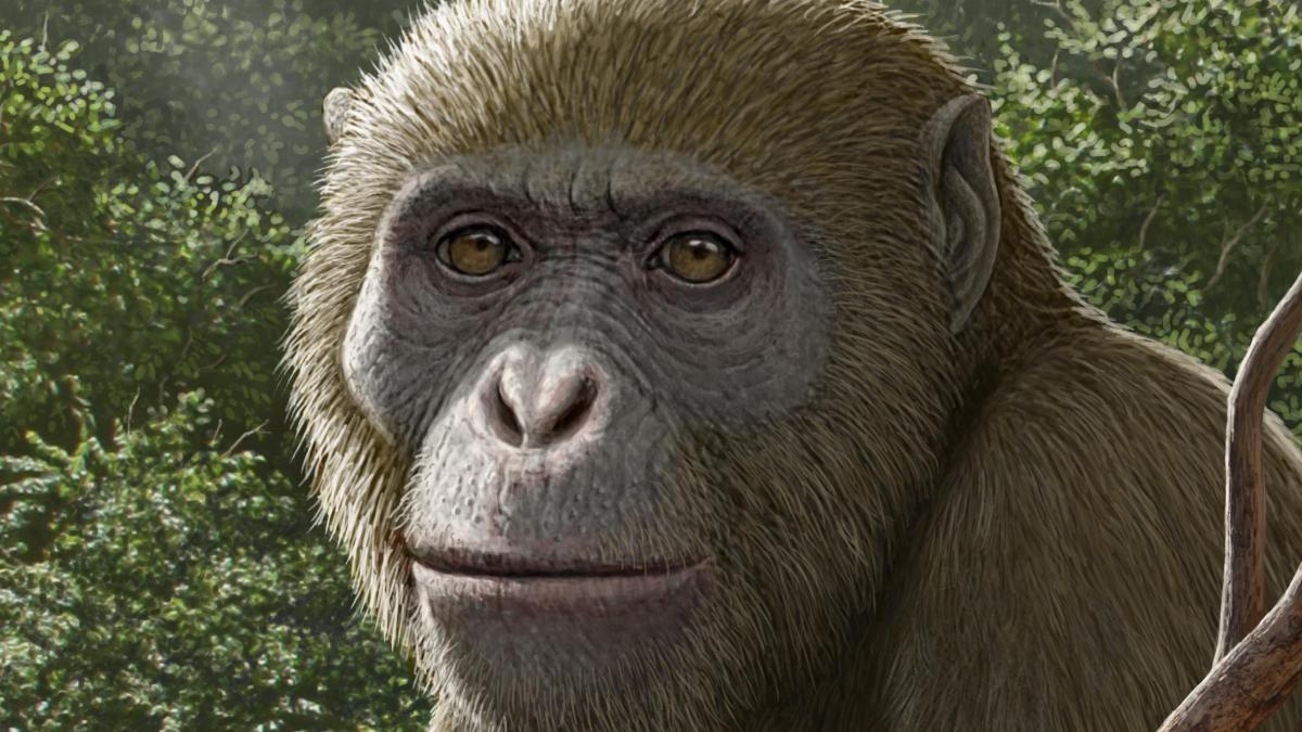 
                                Un ancestro de los humanos y los grandes simios vivió en Egipto hace 17 millones de años
                            