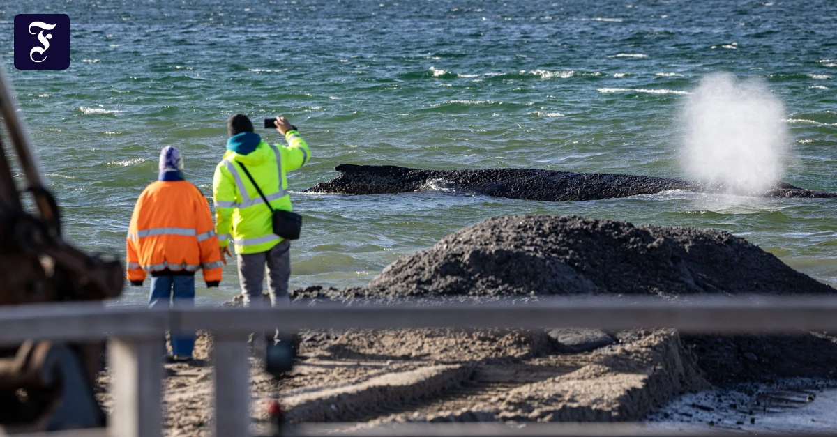 Vor Timmendorfer Strand: Der Buckelwal hat sich befreit
