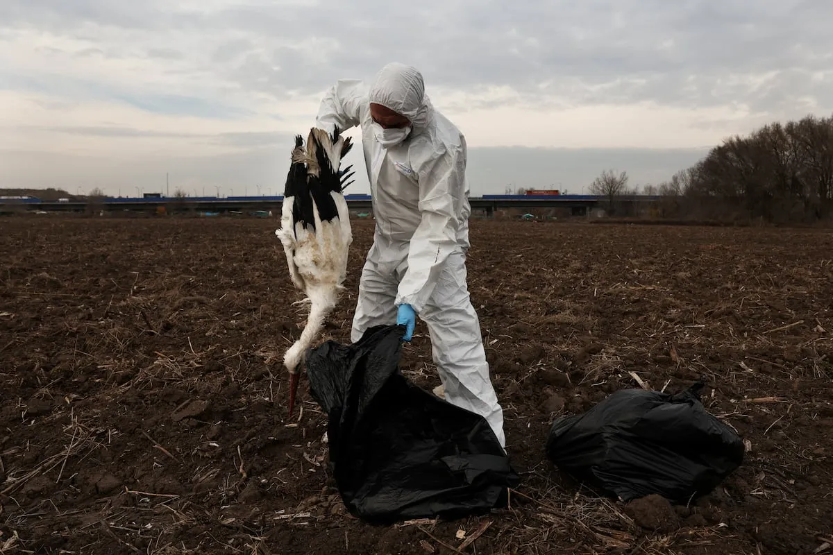 Así murieron 1.041 aves por gripe aviar a orillas del Manzanares: “Necesitamos que recojan cadáveres” 