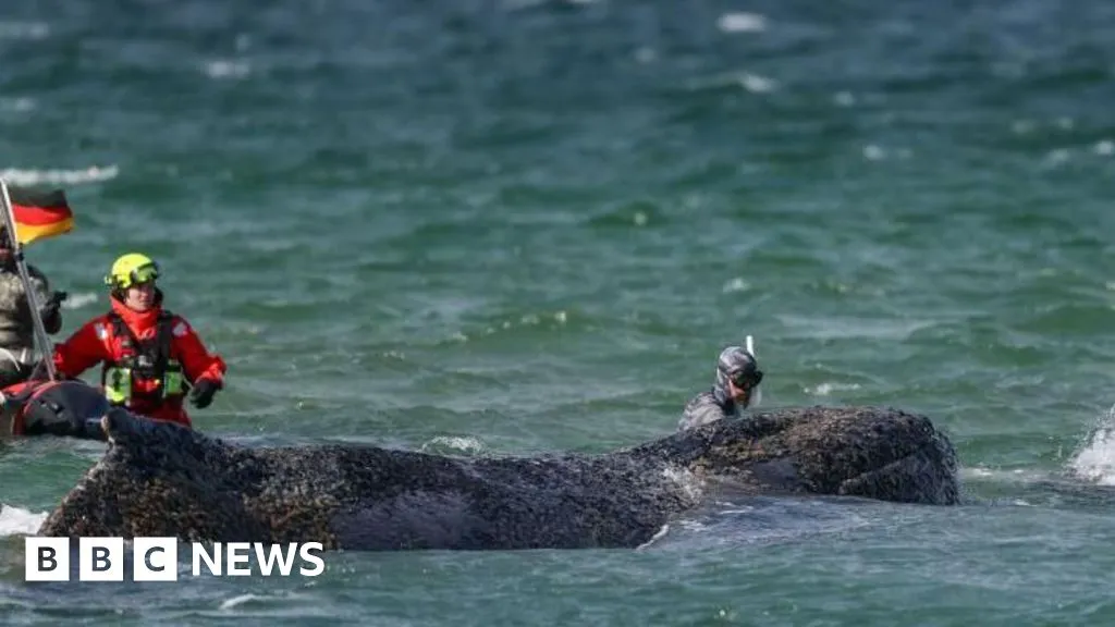 Whale swims for freedom after big German rescue effort on Baltic coast
